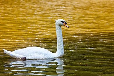 《Sugardew Island》众筹开启 温馨牧场经营